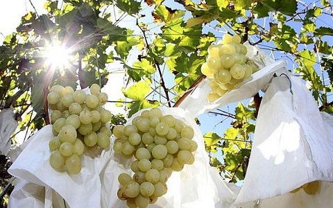 Variedad de uva de mesa en la región del Vinalopó